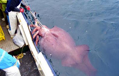 Colossal Squid Image 1