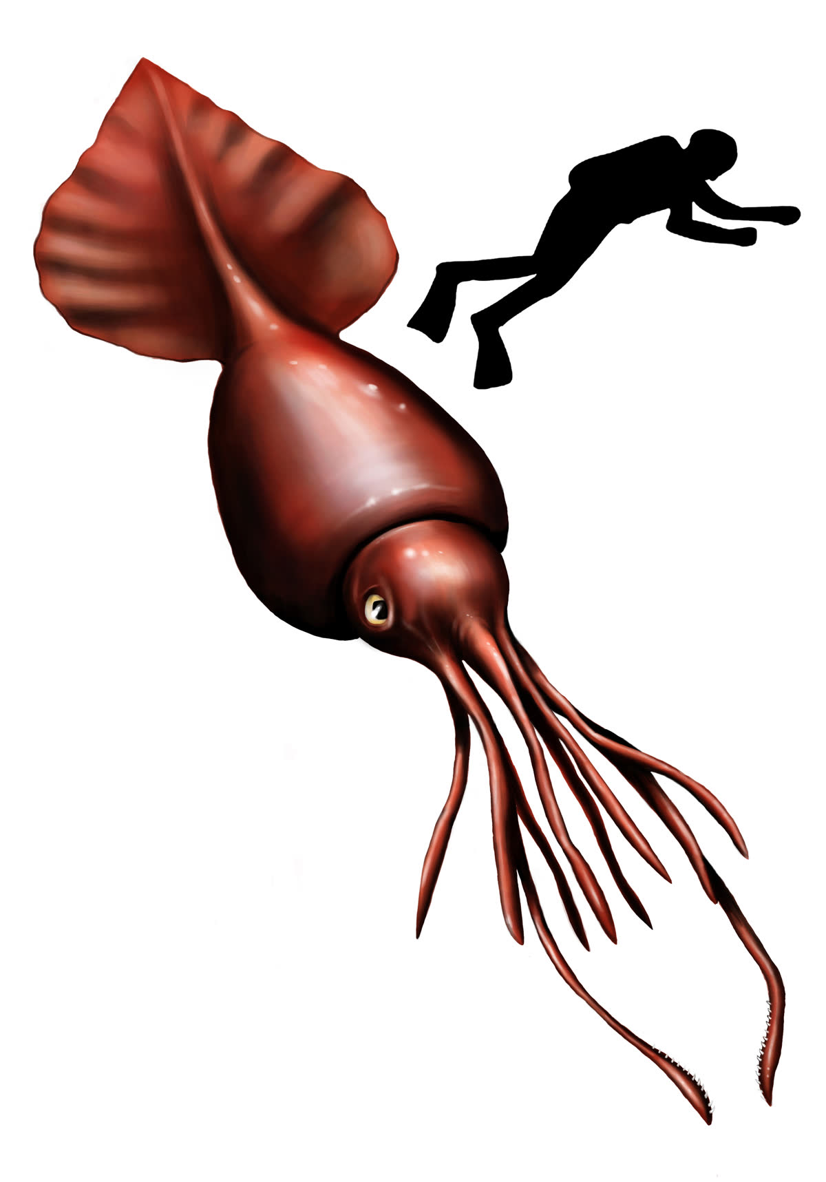 Colossal Squid Image 2