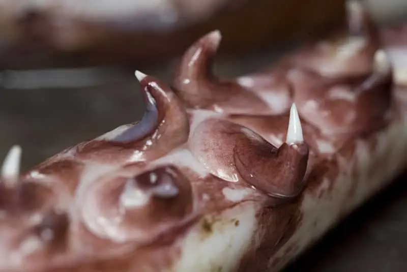 Colossal Squid Image 4